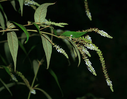 Buddleja asiatica