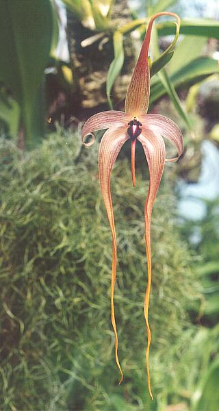 Bulbophyllum Sp