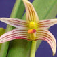 Bulbophyllum affine orchid