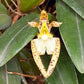 Bulbophyllum lasiochilum orchid
