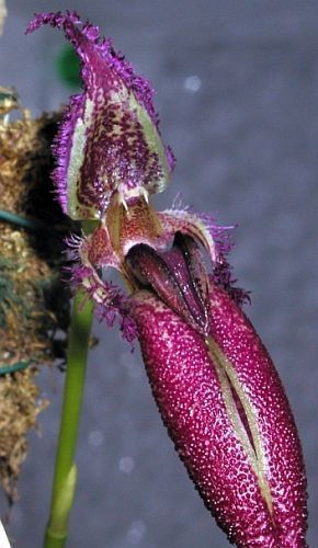Bulbophyllum longissimum putidum orchid