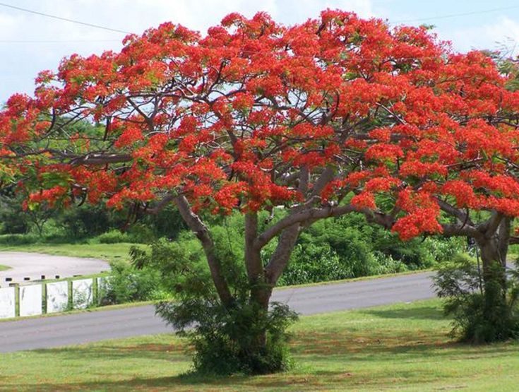 Butea monosperma