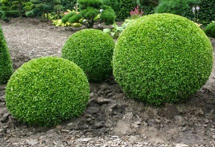 Buxus sempervirens, or boxwood
