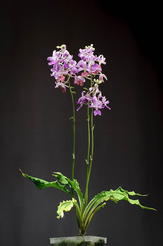 Calanthe Madagascariensis Orchid