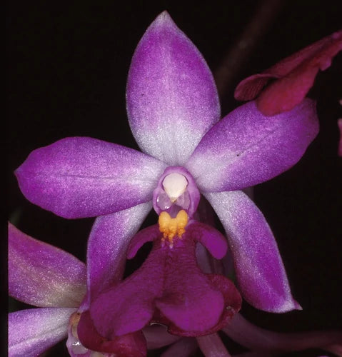 Calanthe Madagascariensis Orchid