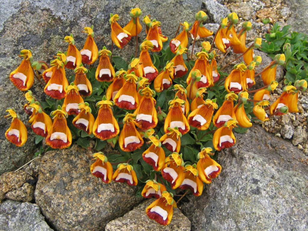 Calceolaria uniflora Darwins slippers