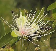 Capparis Tomentosa