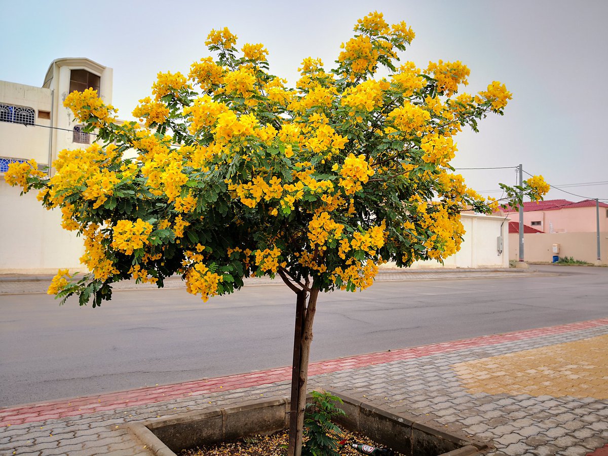 Cassia glauca