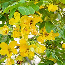 Cassia glauca