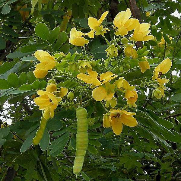 Cassia glauca