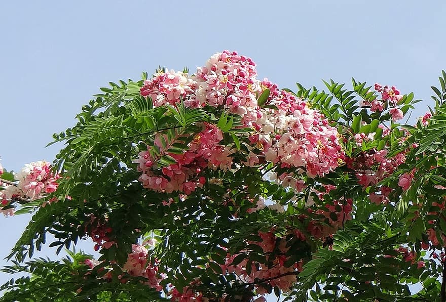 Cassia javanica