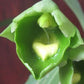 Catasetum expansum Green orchid
