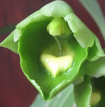 Catasetum expansum Green orchid