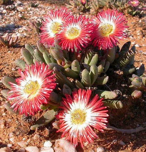 Cephalophillum spissum Mesembryanthemum seeds