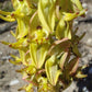 Ceratandra atrata orchid