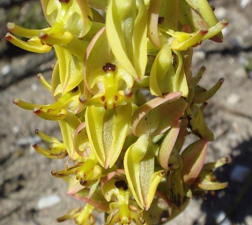 Ceratandra atrata orchid