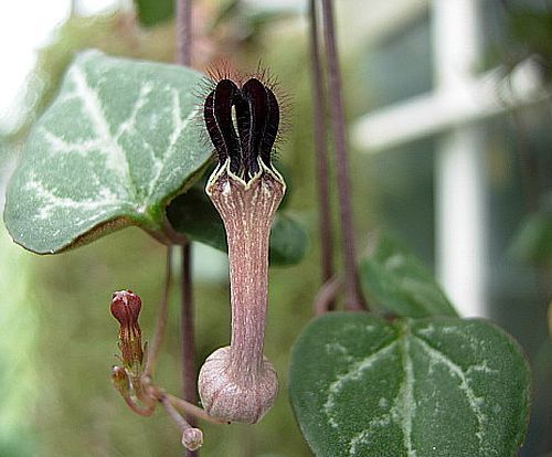 Ceropegia woodii chandelier flower