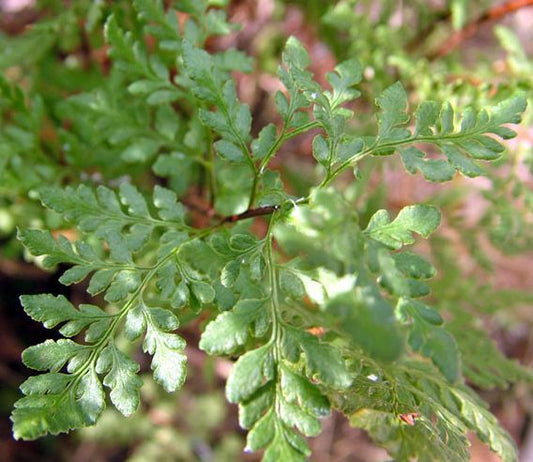 Cheilanthes tenuifolia fern