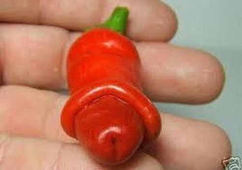 Chilli Peter Pepper Red