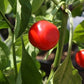 Chilli Trinidad Red Hot Cherry