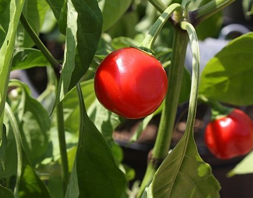 Chilli Trinidad Red Hot Cherry