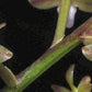 Cleisostoma arietinum orchid