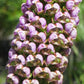 Corycium carnosum monkshood orchid