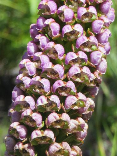 Corycium carnosum monkshood orchid