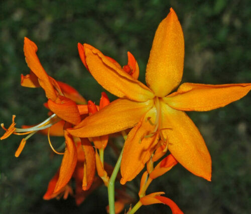 Crocosmia aurea