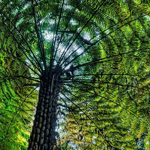 Cyathea australis tree fern