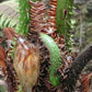 Cyathea bicrenata tree fern