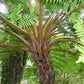 Cyathea carrii tree fern