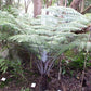 Cyathea dealbata silver fern