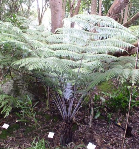 Cyathea dealbata silver fern