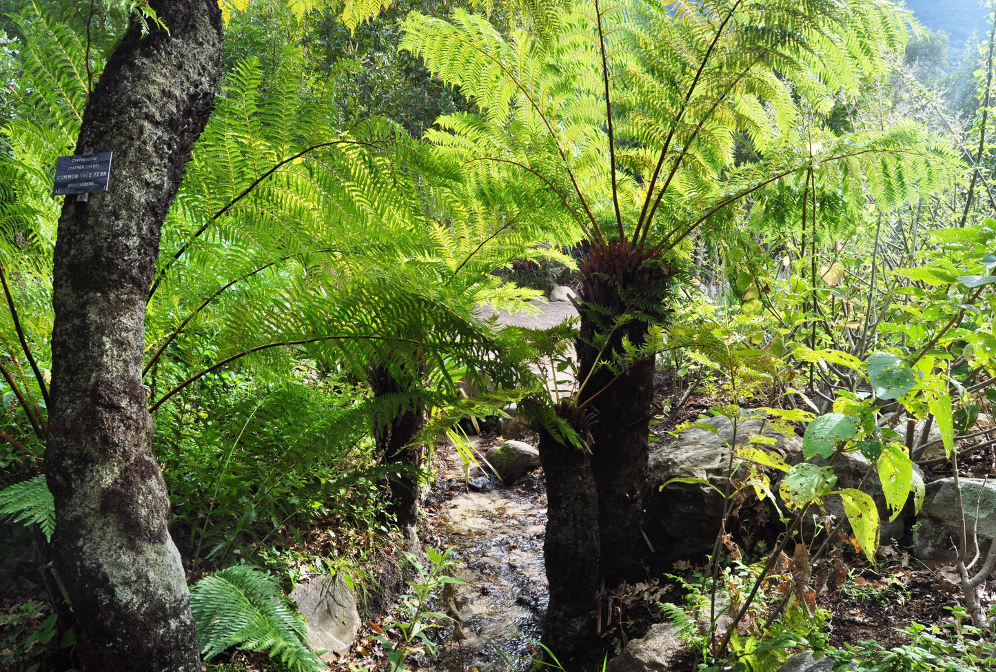 cyathea-dregei tree fern