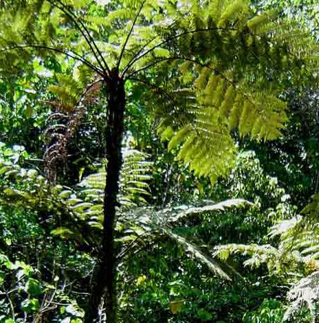 Cyathea erinacea tree fern