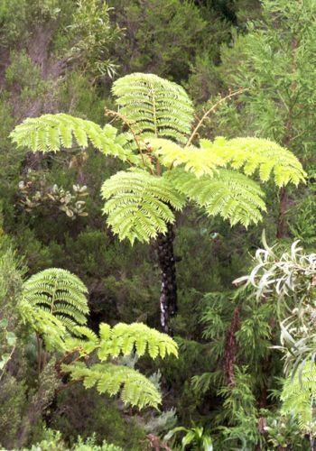 Cyathea glauca tree fern
