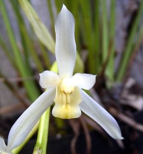 Cymbidium dayanum alba orchid