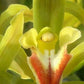 Cymbidium lowinum orchid
