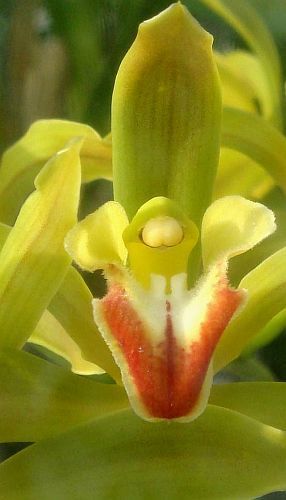 Cymbidium lowinum orchid