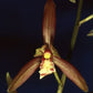 Cymbidium tracyanum orchid