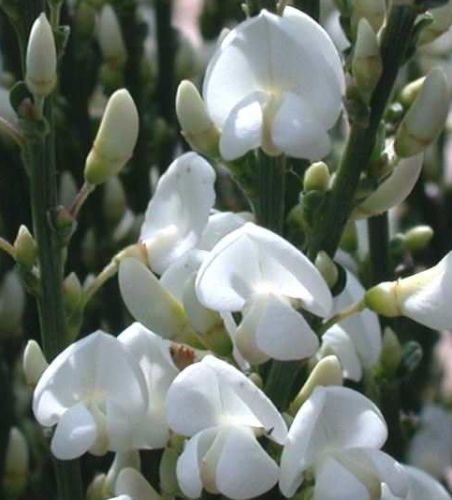 Cytisus mutliflorus Spanish White Broom