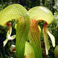 Darlingtonia californica cobral lily