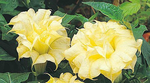 Datura golden queen frilled double