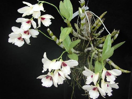 Dendrobium albosanguineum orchid