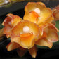 Dendrobium alterum orchid