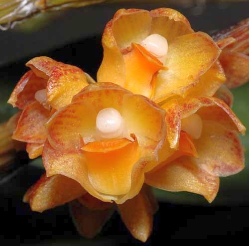 Dendrobium alterum orchid