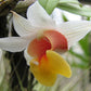 Dendrobium bellatulum orchid