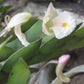 Dendrobium bilobulatum orchid