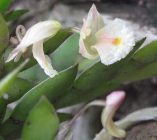 Dendrobium bilobulatum orchid